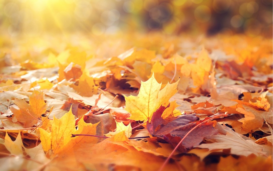 September 2024 Newsletter