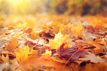 September 2024 Newsletter